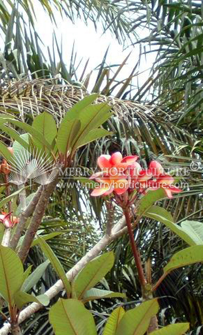 Plumeria rubra tricolor